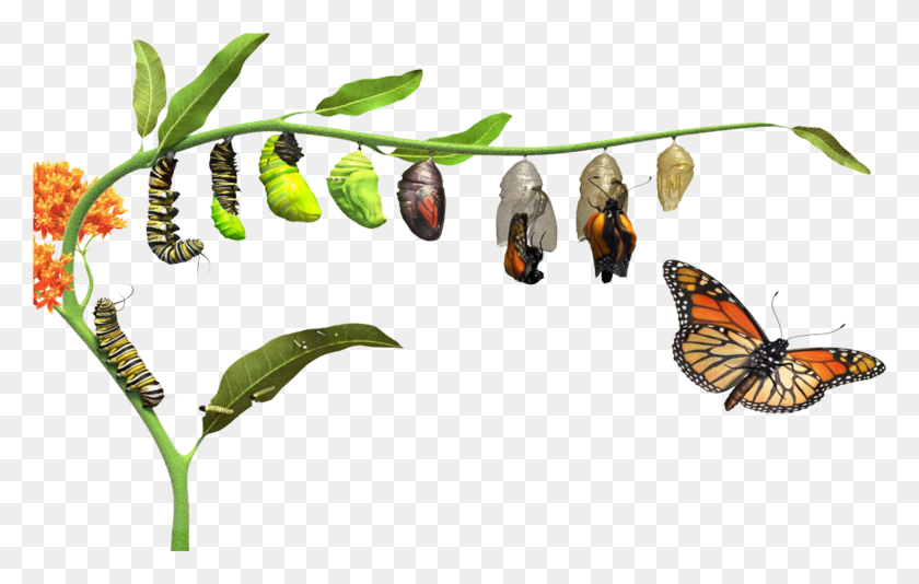 1950x1187 Butterfly Life Cycle Butterfly Life Cycle, Plant, Insect, Invertebrate HD PNG Download