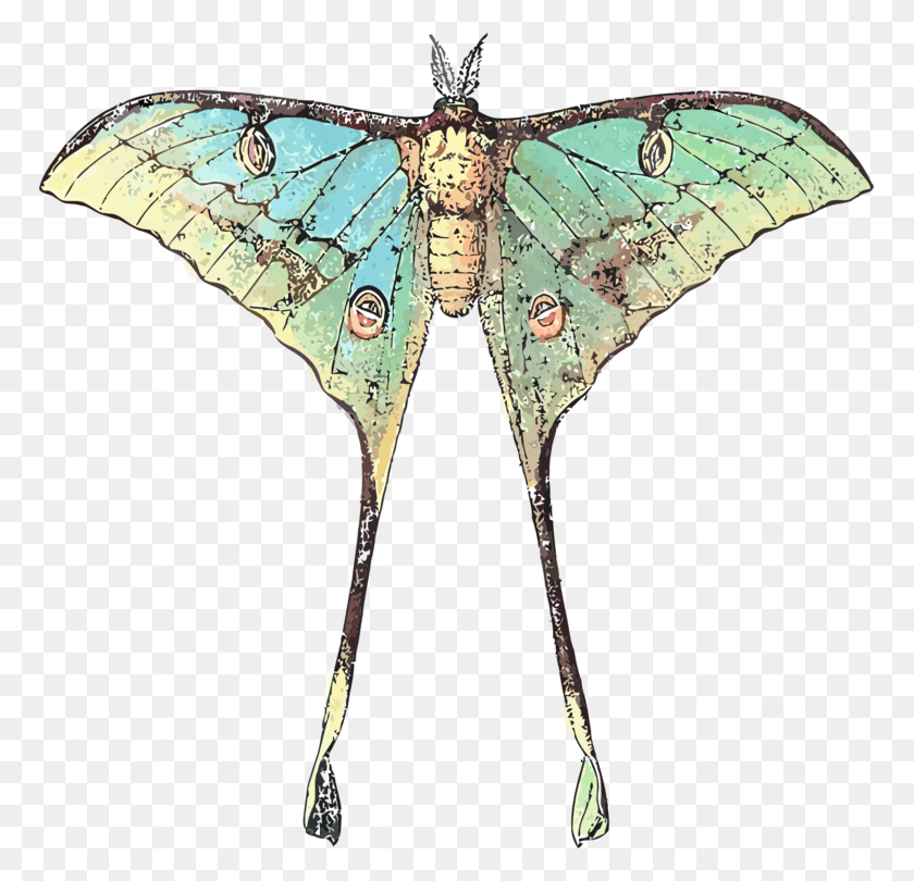 767x750 Butterfly Luna Moth Insect Comet Moth Luna Moth Scientific Illustration, Invertebrate, Animal HD PNG Download