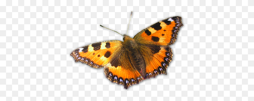 391x274 Mariposa Naranja Naturaleza Bug Naranja Mariposa Gran Concha De Tortuga, Insecto, Invertebrado, Animal Hd Png