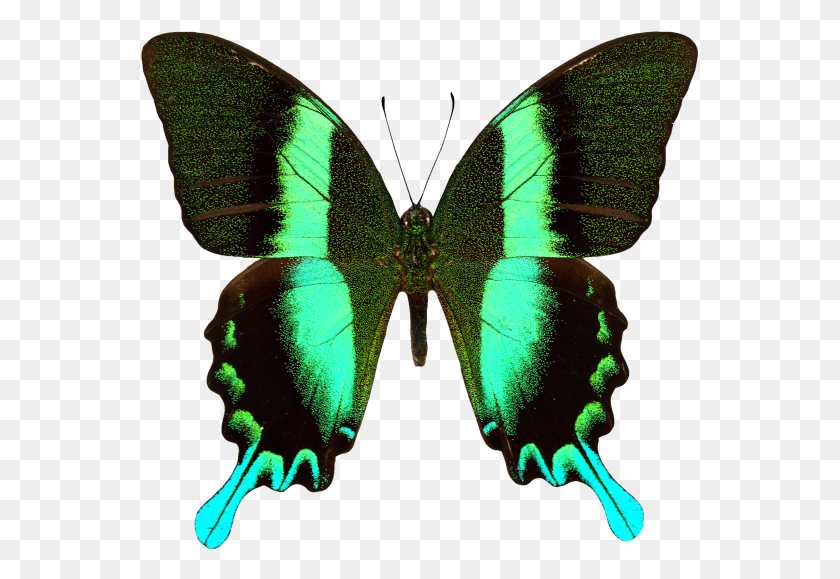 559x519 Бабочка Papilio Blumei, Насекомое, Беспозвоночное, Животное, Hd Png Скачать