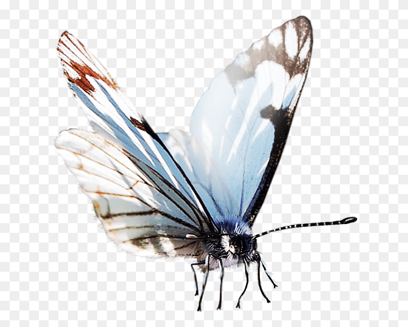 633x614 Descargar Png Mariposa Papillon Perro Png Transprent Acuarela Mariposa, Pájaro, Animal, Insecto Hd Png