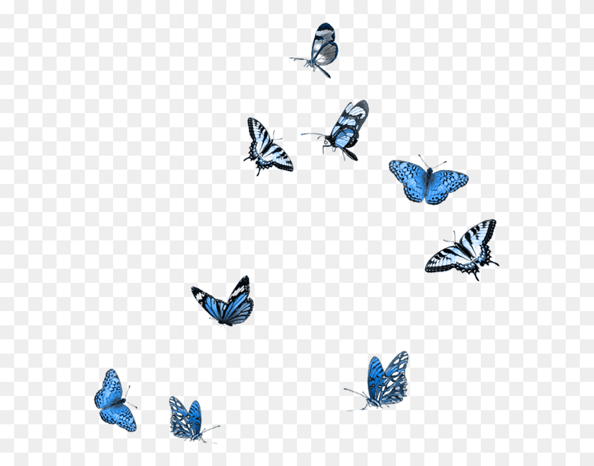 578x599 Butterfly Party Moth Mood Boards Embellishments Butterfly Overlay, Insect, Invertebrate, Animal HD PNG Download