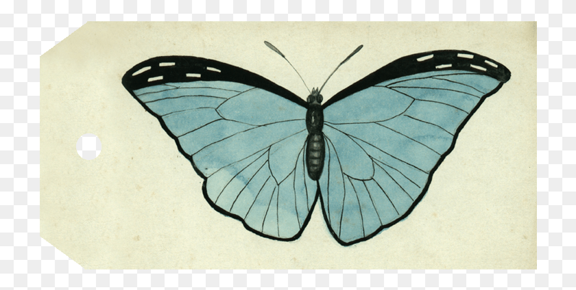 726x364 Butterfly Plate, Insect, Invertebrate, Animal HD PNG Download