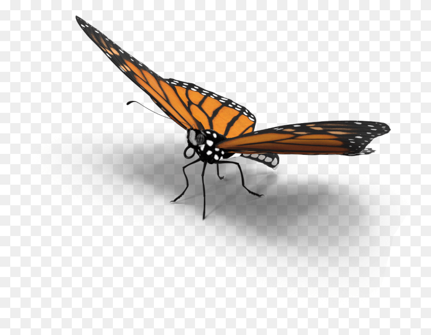 1024x779 Butterfly Shadow 3d Interesting Freetoedit Monarch Butterfly, Insect, Invertebrate, Animal HD PNG Download