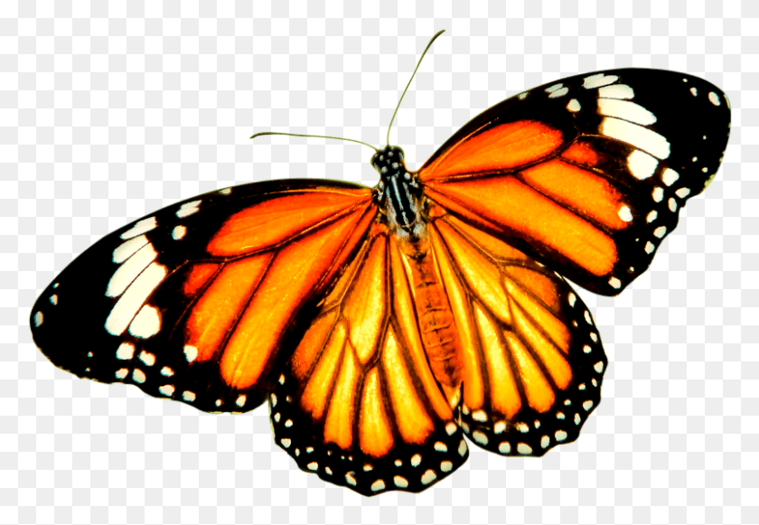 804x538 Butterfly Transparent, Monarch, Insect, Invertebrate HD PNG Download