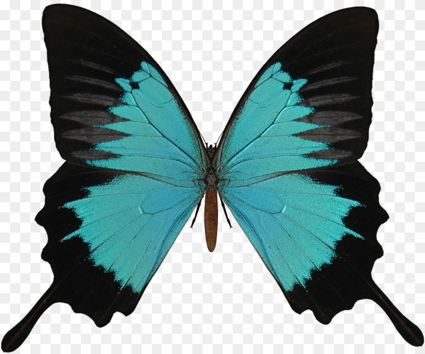Butterfly Vector Transparent Background, Animal, Insect, Invertebrate PNG