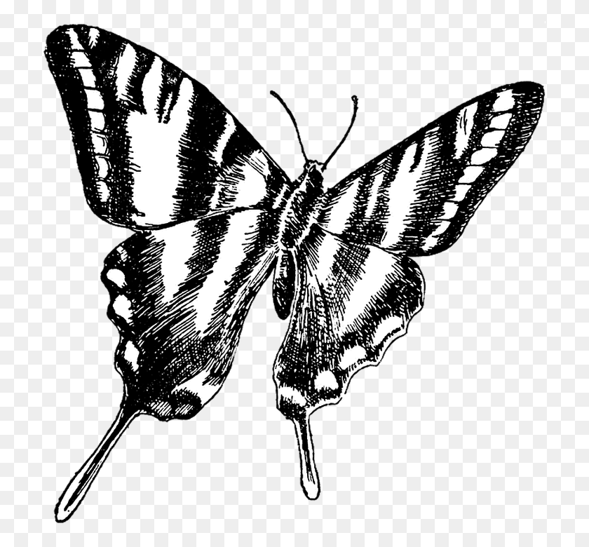 716x720 Butterfly Vintage Drawing Transparent Background Black Butterfly Transparent Background, Insect, Invertebrate, Animal HD PNG Download