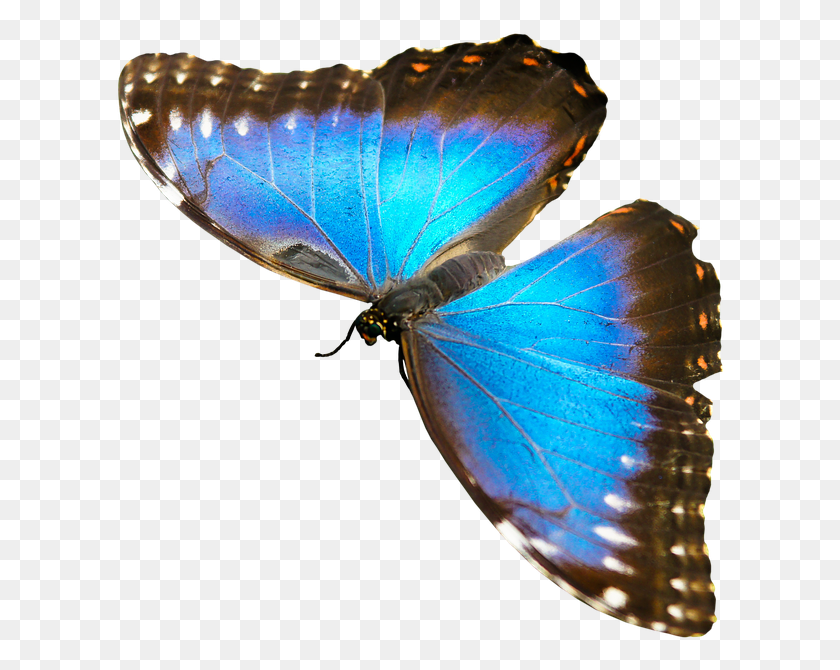 612x610 Butterfly Wing Blue Butterflies, Animal, Invertebrate, Insect HD PNG Download