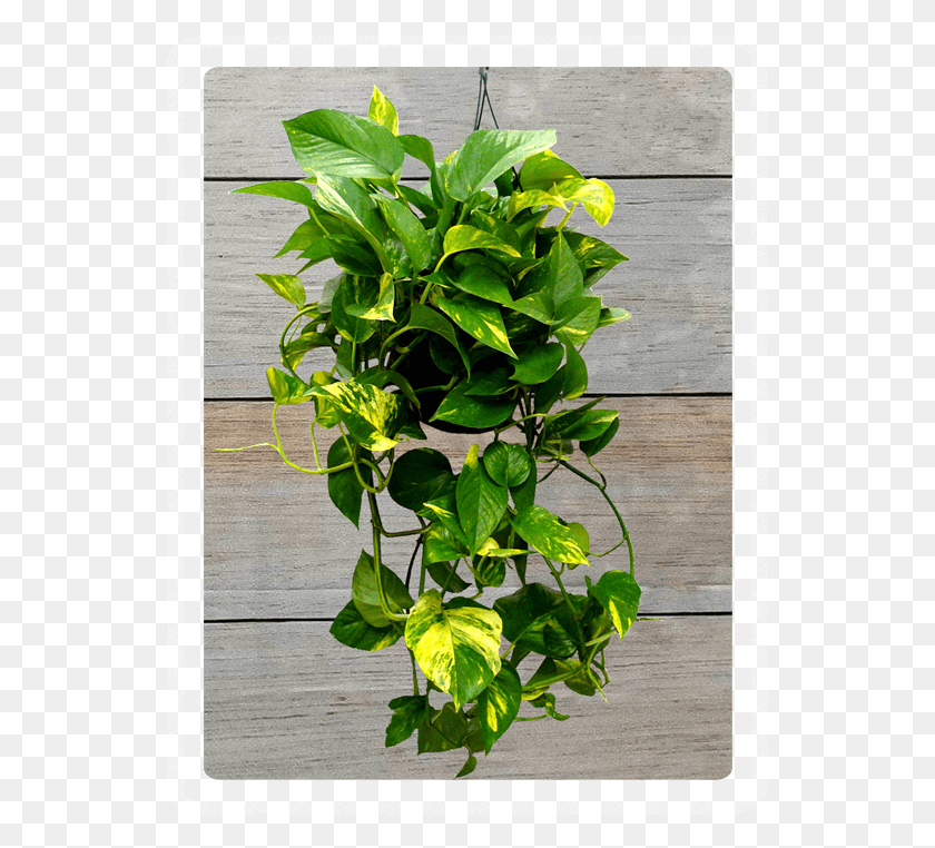 541x702 Buttonbush, Plant, Leaf, Flower HD PNG Download