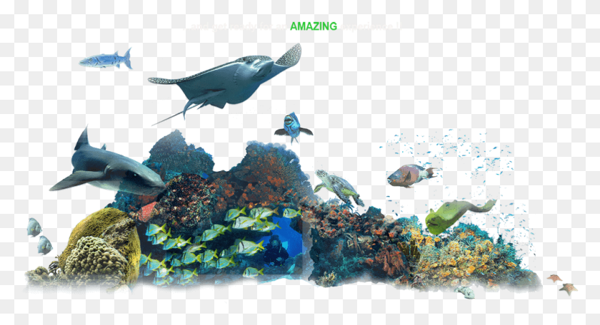 998x507 Buttontext Marine Biology, Water, Fish, Animal HD PNG Download