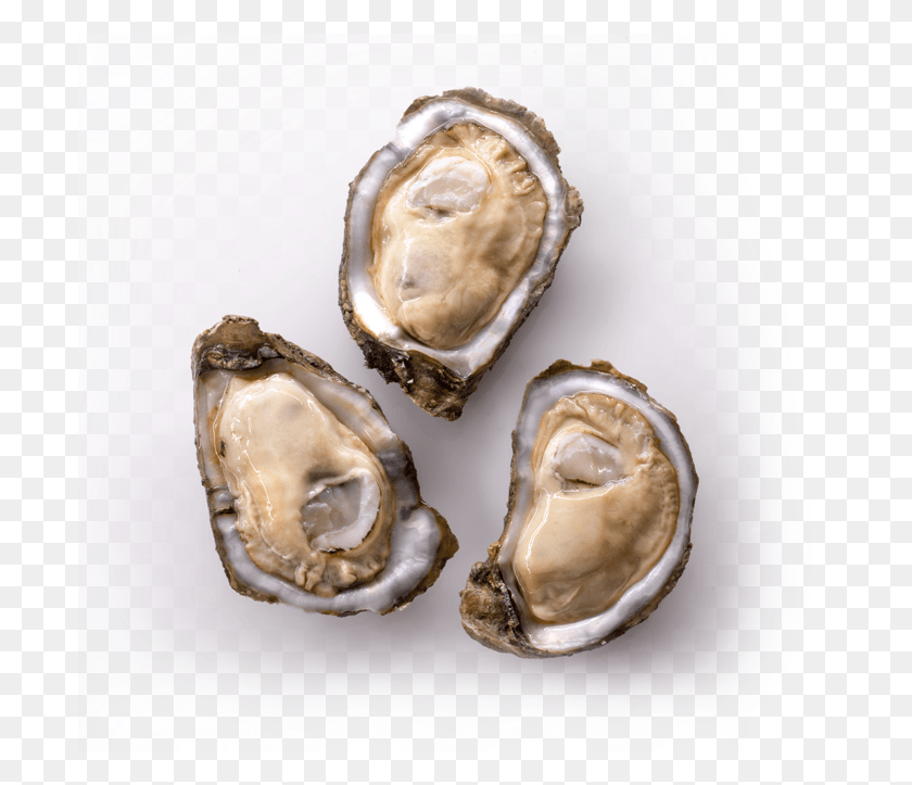 698x663 Buy Live Amp Frozen Oyster Louisiana Oyster, Sea Life, Animal, Seashell HD PNG Download