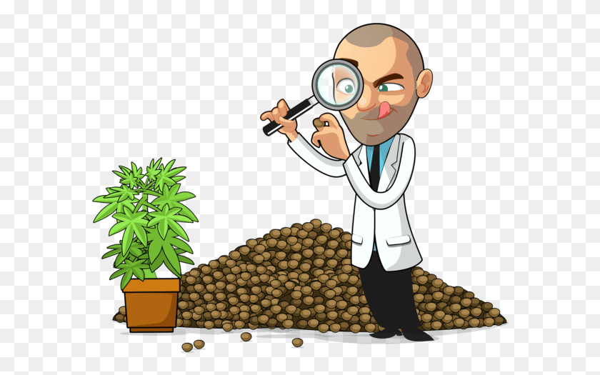 586x465 Buy Marijuana Seeds Online Growing Cartoon Weed, Toy, Plant, Doctor HD PNG Download