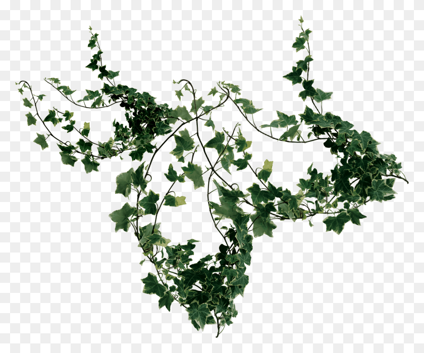 1500x1230 Buy Now American Holly, Bush, Vegetation, Plant HD PNG Download