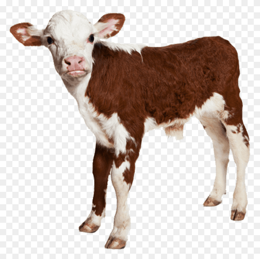 779x777 Купить Красно-Белую Голштинскую Корову Онлайн Farmvibes Baby Cow На Белом Фоне, Крупный Рогатый Скот, Млекопитающее, Животное Hd Png Скачать