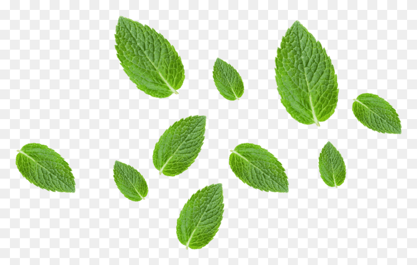 986x600 Buy Soy Salted Now, Leaf, Plant, Potted Plant Descargar Hd Png