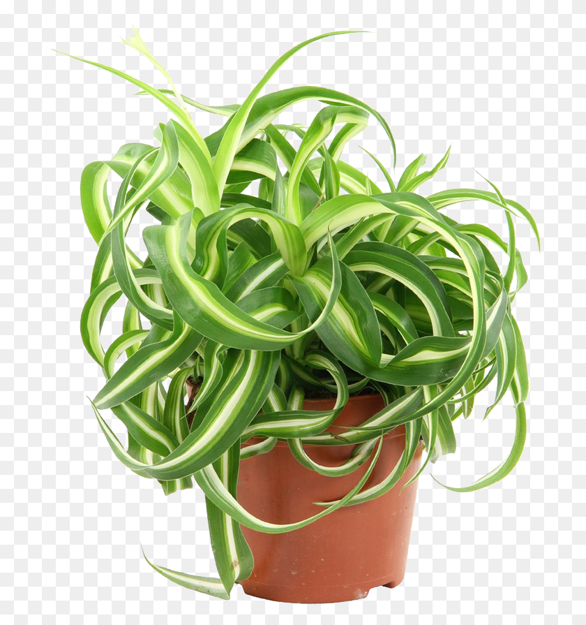 713x835 Buy Spider Plants Curly Spider Plant Mature, Produce, Food, Pineapple HD PNG Download