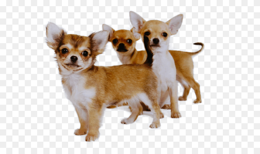 559x440 Buying A Chihuahua Chihuahua, Dog, Pet, Canine HD PNG Download