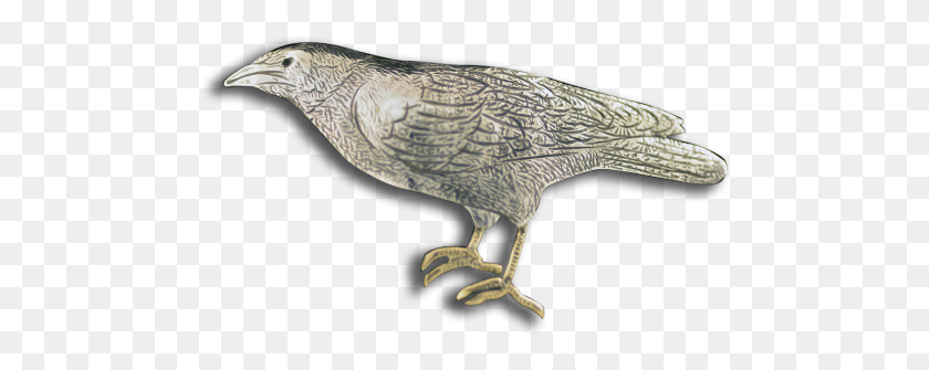 480x275 Buitre, Pájaro, Animal, Dodo Hd Png