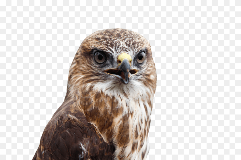 960x639 Buzzard Animal, Bird, Hawk, Vulture Sticker PNG