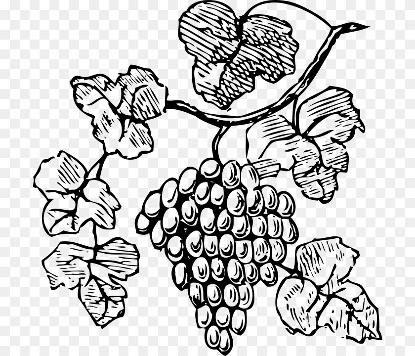 707x720 Bw Grapes Grape Vine Clipart Black And White, Gray Transparent PNG