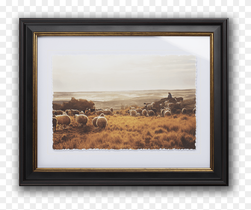967x798 By Christine Armbruster Picture Frame, Sheep, Mammal, Animal HD PNG Download