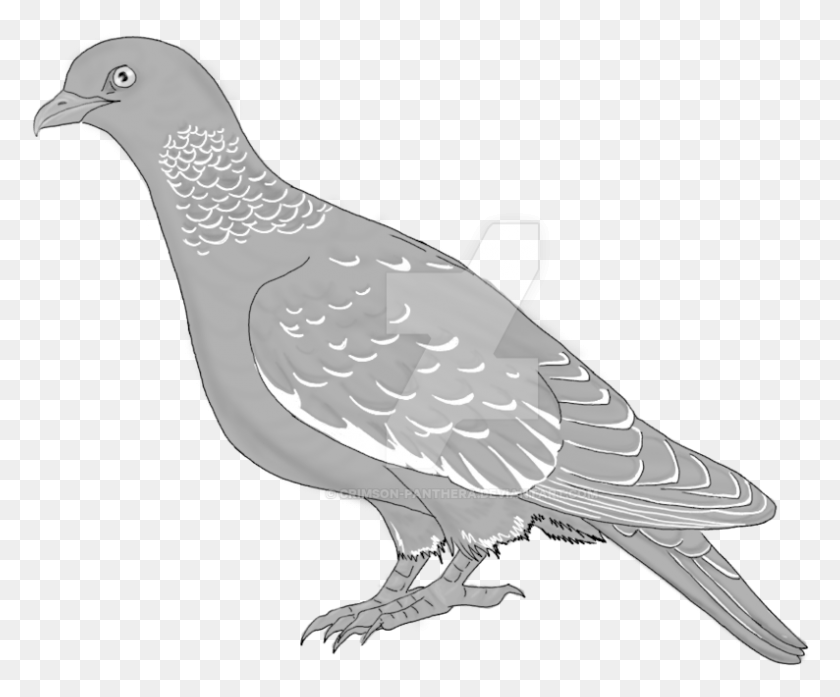 794x649 By Crimson Panthera Rock Dove, Pigeon, Bird, Animal HD PNG Download