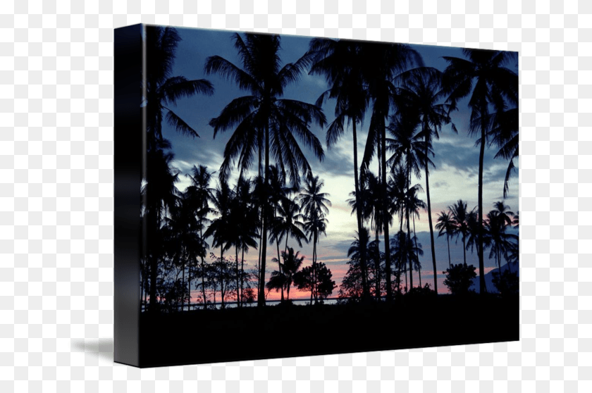 650x498 By Dennis Flood Silhouette, Tropical, Tree HD PNG Download