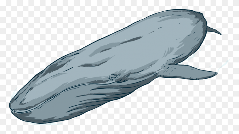 1161x614 By Donating To Oceanswell You Are Helping Us Do What Grey Whale, Mammal, Sea Life, Animal HD PNG Download