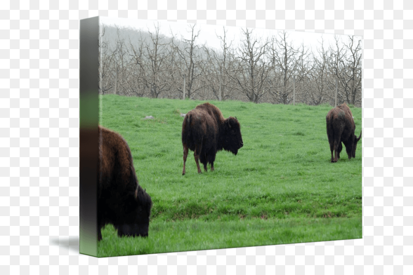 650x500 By Laura Frazier Bison, Cow, Cattle, Mammal HD PNG Download