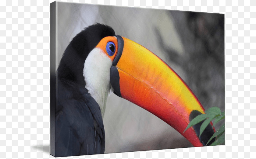 650x523 By Melvin Dillon Hornbill, Animal, Beak, Bird, Toucan Sticker PNG