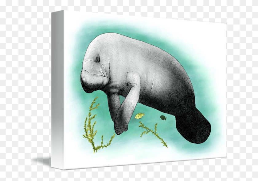 650x531 By Roger Hall Manatee, Mammal, Animal HD PNG Download