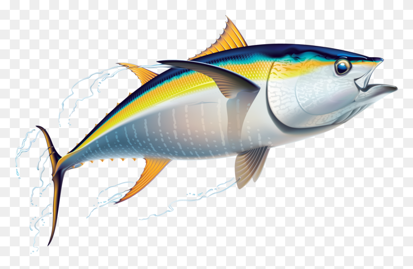 1250x779 C Ng Vy Vng, Tuna, Sea Life, Fish HD PNG Download