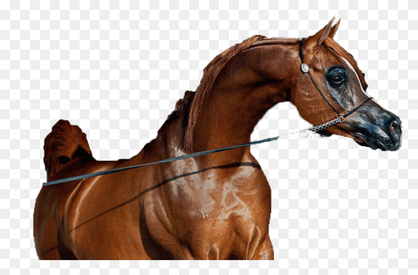 861x545 Кабалло, Лошадь, Млекопитающее, Животное Hd Png Скачать