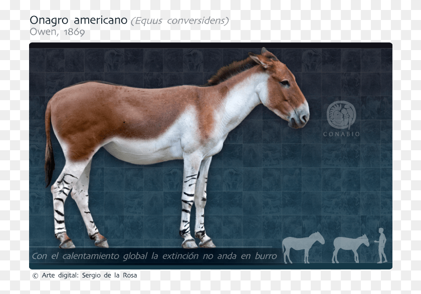 726x527 Caballo Del Pleistoceno Americano, Лошадь, Млекопитающее, Животное Hd Png Скачать
