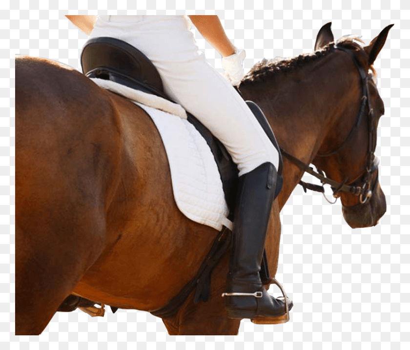 831x701 Caballo Equestrianism, Horse, Mammal, Animal HD PNG Download