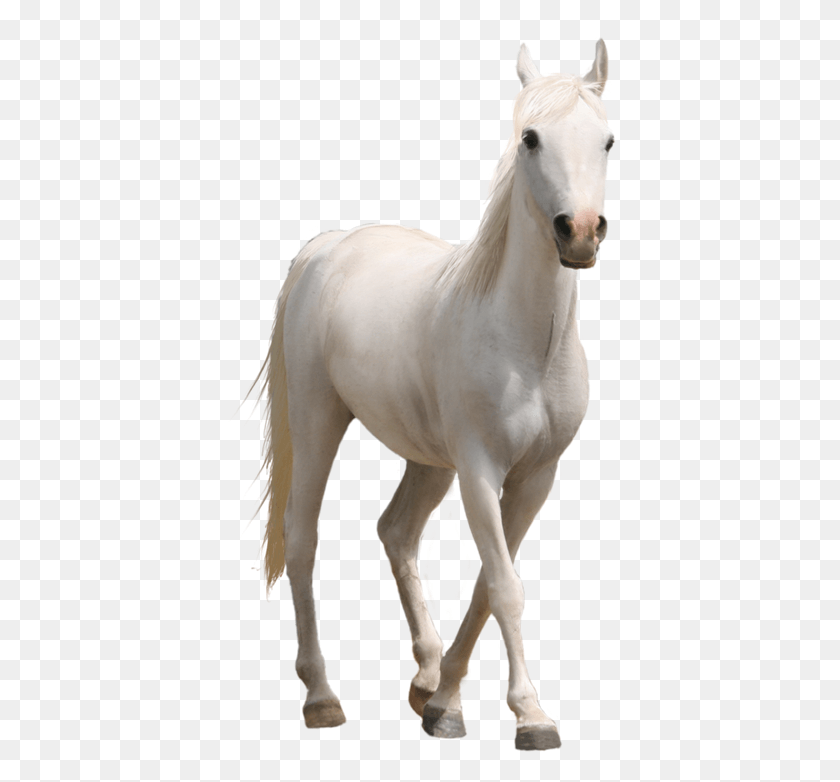 393x722 Caballo Running White Horse, Mammal, Animal, Stallion HD PNG Download