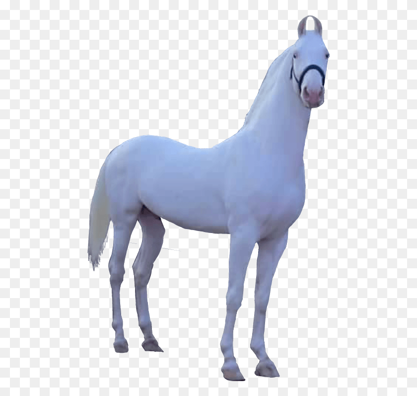 488x737 Caballo Png / Caballo Png