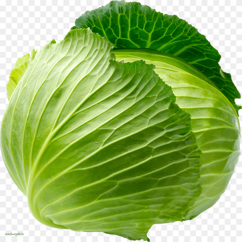 Cabbage Transparent PNG