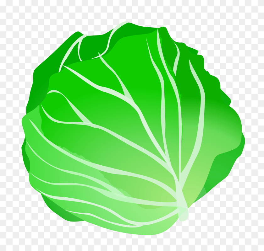 800x800 Cabbage Clip Art, Food, Leafy Green Vegetable, Plant, Produce Clipart PNG