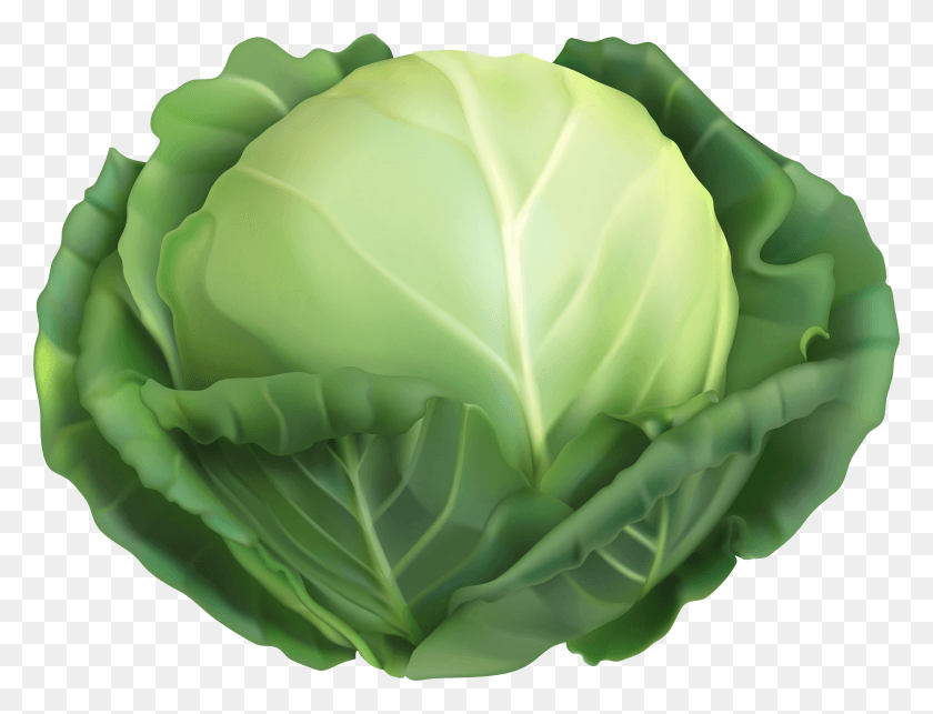 5947x4449 Cabbage Clip Art Image Cabbage Clipart HD PNG Download
