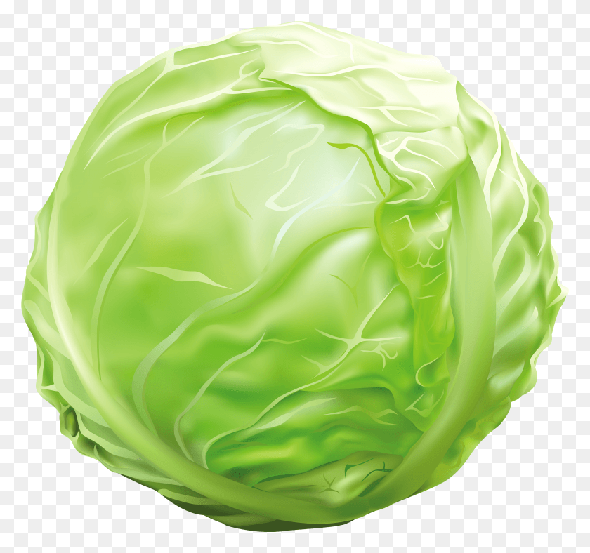 3427x3202 Cabbage Clipart Image Cabbage Clipart HD PNG Download
