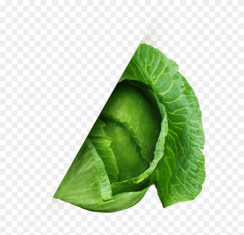 580x748 Cabbage Min Collard Greens, Plant, Vegetable, Food HD PNG Download