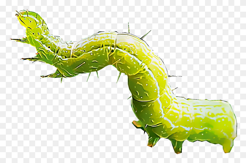 998x636 Cabbageworms Gusano, Animal, Invertebrate, Worm HD PNG Download