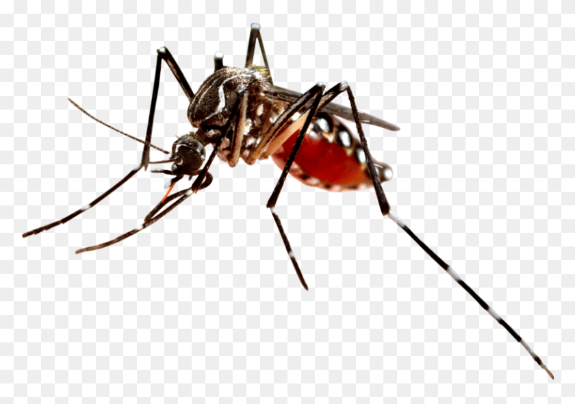 814x554 Cabell Huntington Health Department Finds West Nile Transparent Mosquito, Insect, Invertebrate, Animal HD PNG Download