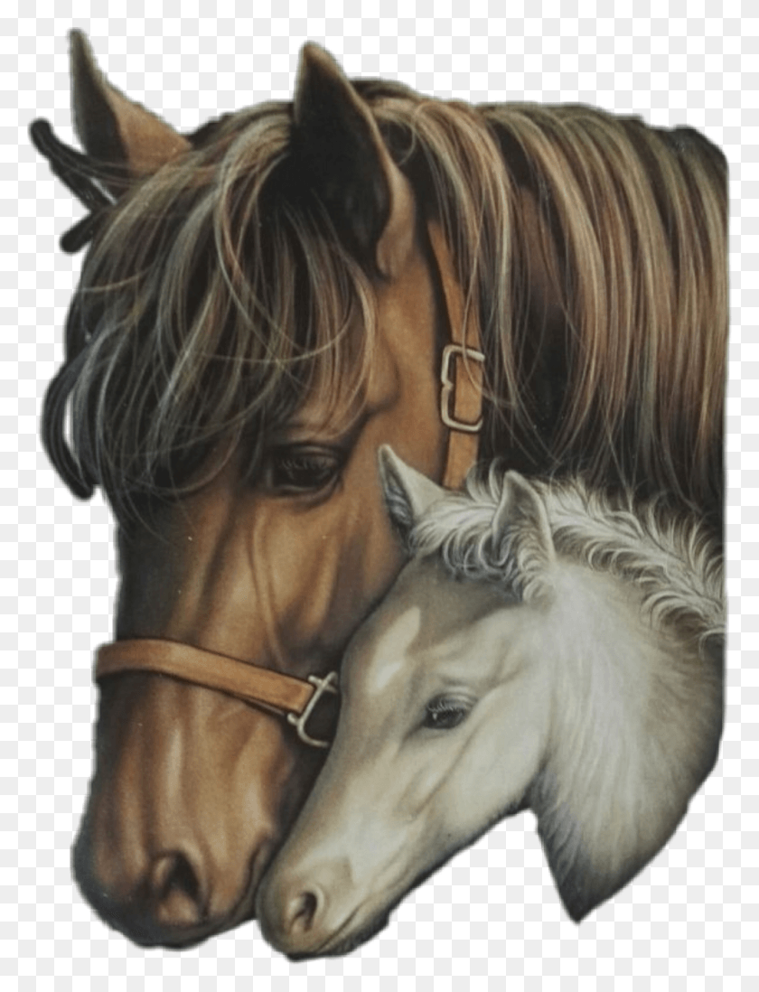 994x1324 Cabezas De Caballos, Лошадь, Млекопитающее, Животное Hd Png Скачать