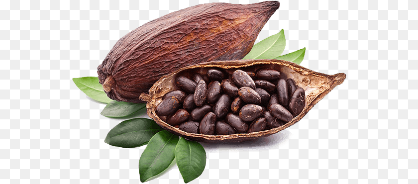 552x370 Cacao Cocoa Fruit, Dessert, Food, Produce Sticker PNG