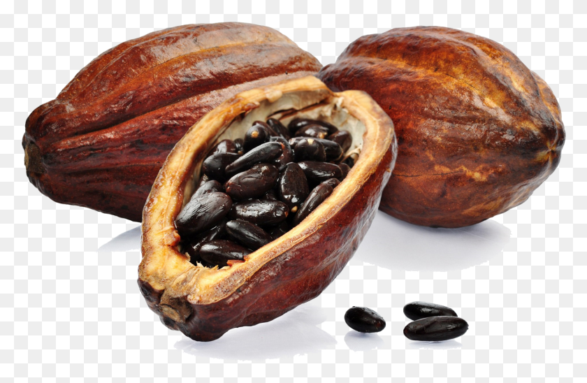 1433x897 Descargar Png / Cacaos Image Imagenes De Un Cacao, Planta, Pan, Alimentos Hd Png