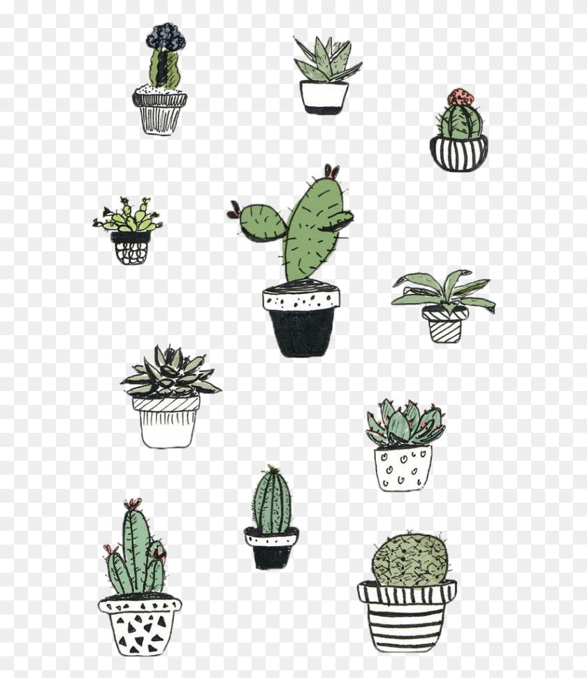 582x911 Cactaceae Cactus And Succulent Plant Others Cactus Drawing, Tree, Vegetation, Wristwatch HD PNG Download