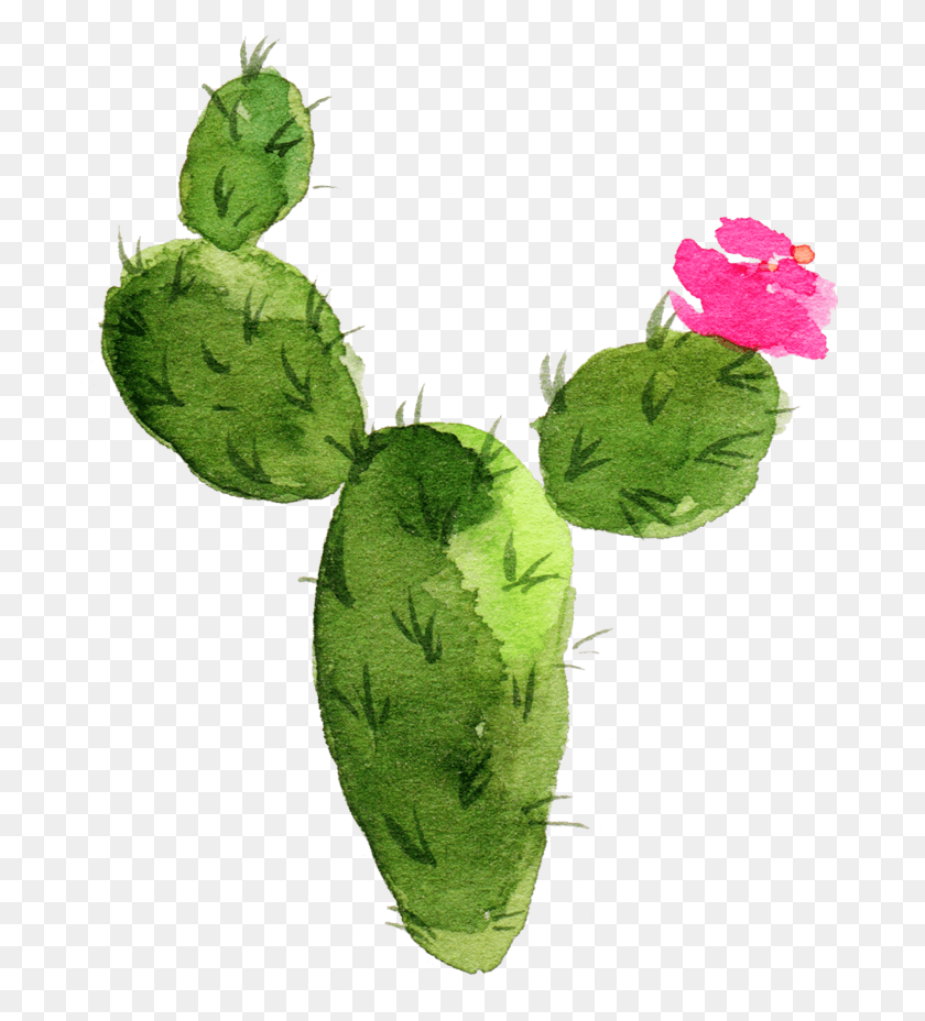 693x868 Cactaceae Pintura Planta Suculenta Nopal Sen Acuarela Cactus Fondo Transparente, Hoja, Rosa, Flor Hd Png Download