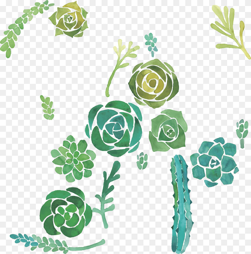 1811x1828 Cactaceae Watercolor Painting Succulent Plant Illustration Cactus And Succulents Background, Green, Rose, Flower, Pattern PNG